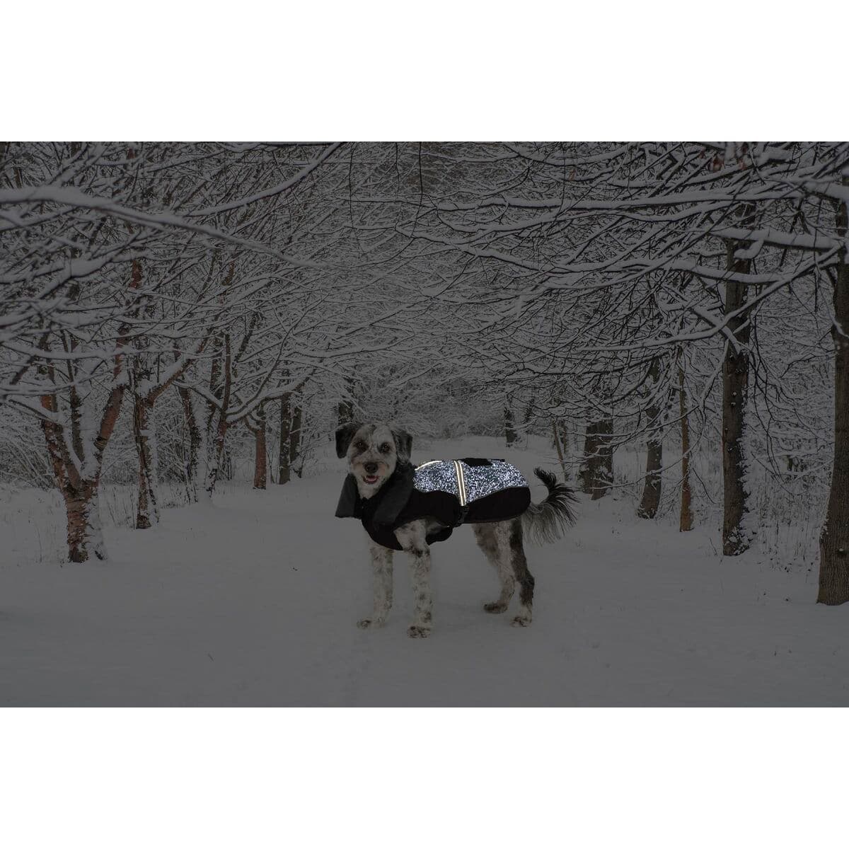 Hundrock Dog Gone Smart Svart 30 cm - Image 2