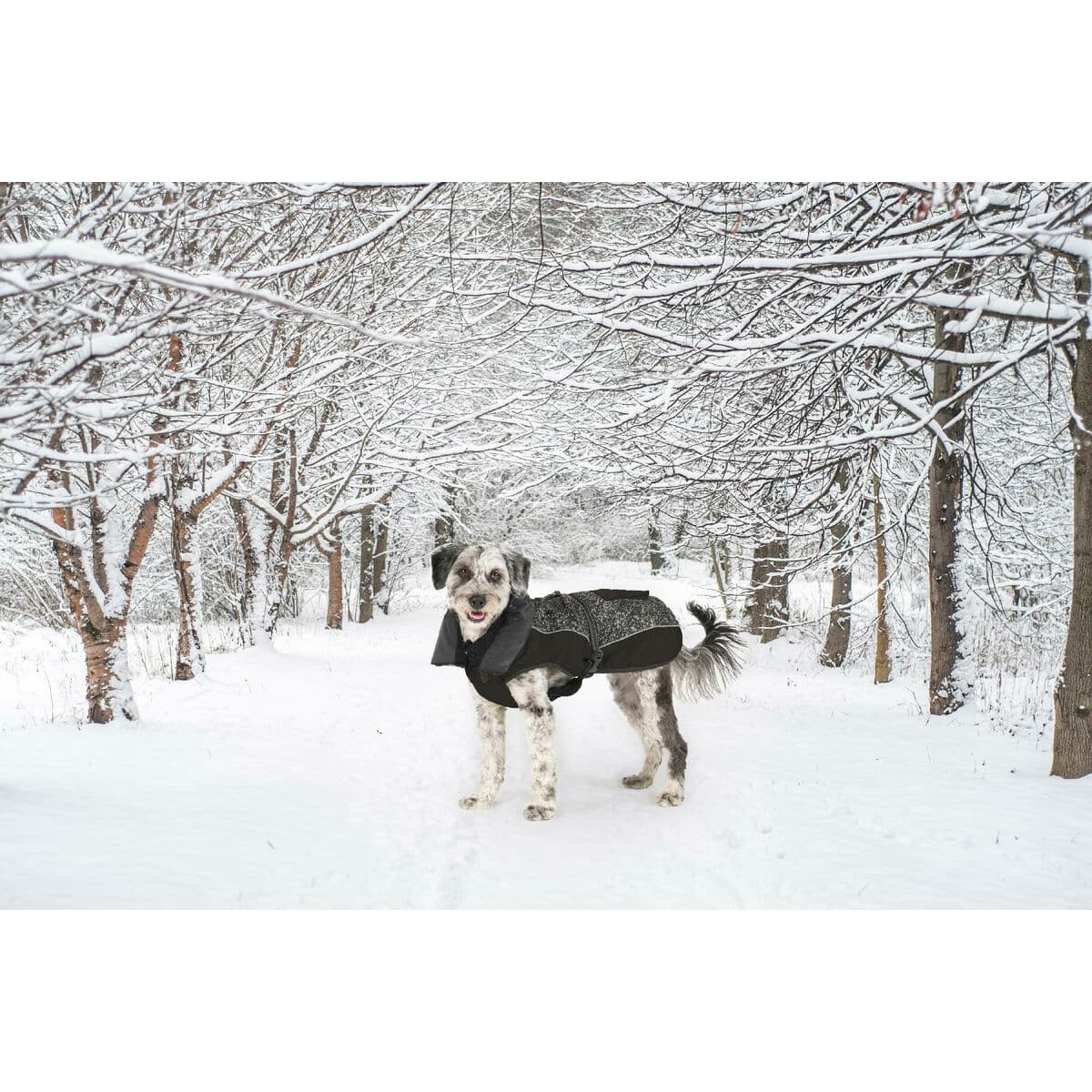 Hundrock Dog Gone Smart Svart 30 cm - Image 8