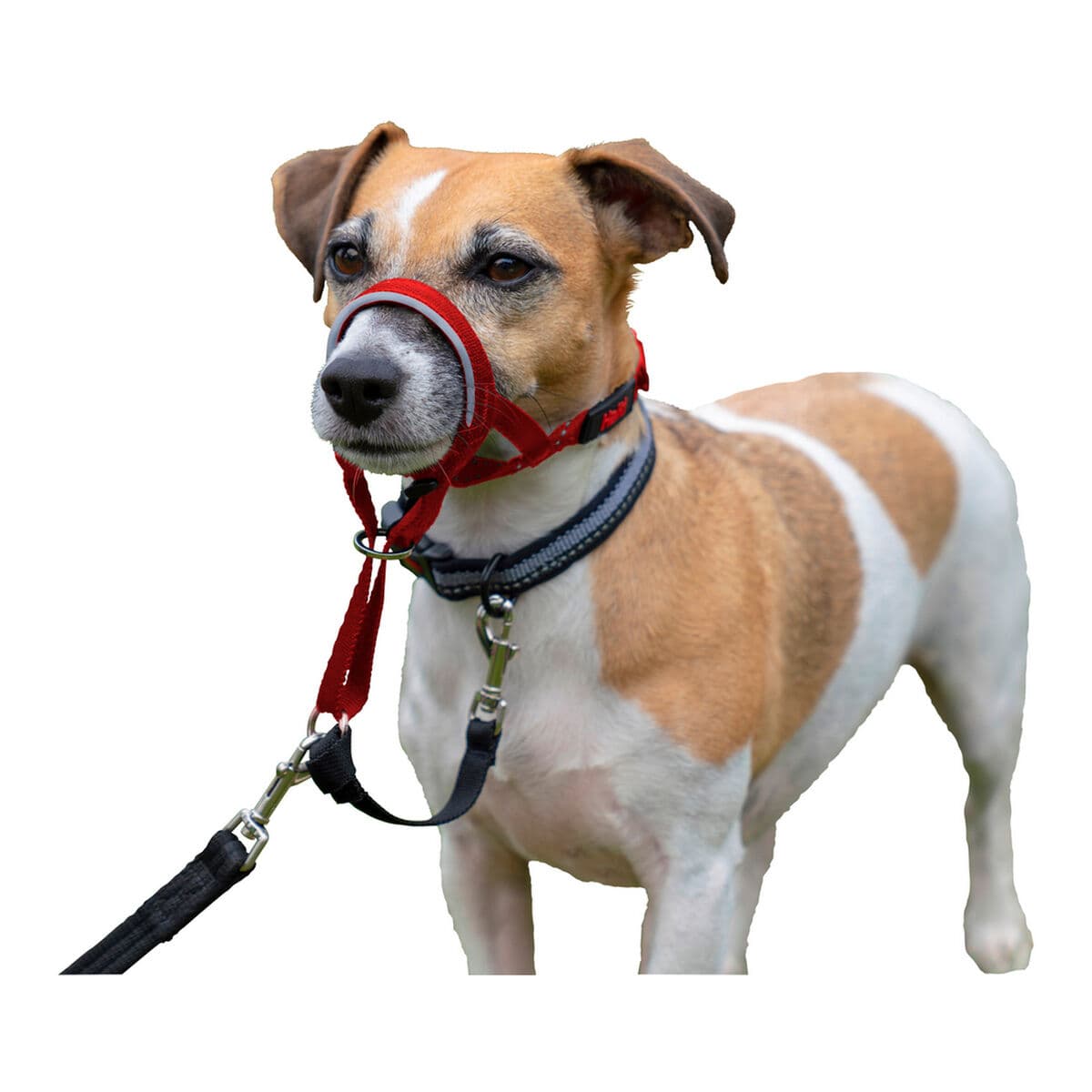 Dog Training Collars Company of Animals Halti Muzzle (31-40 cm) - Image 3