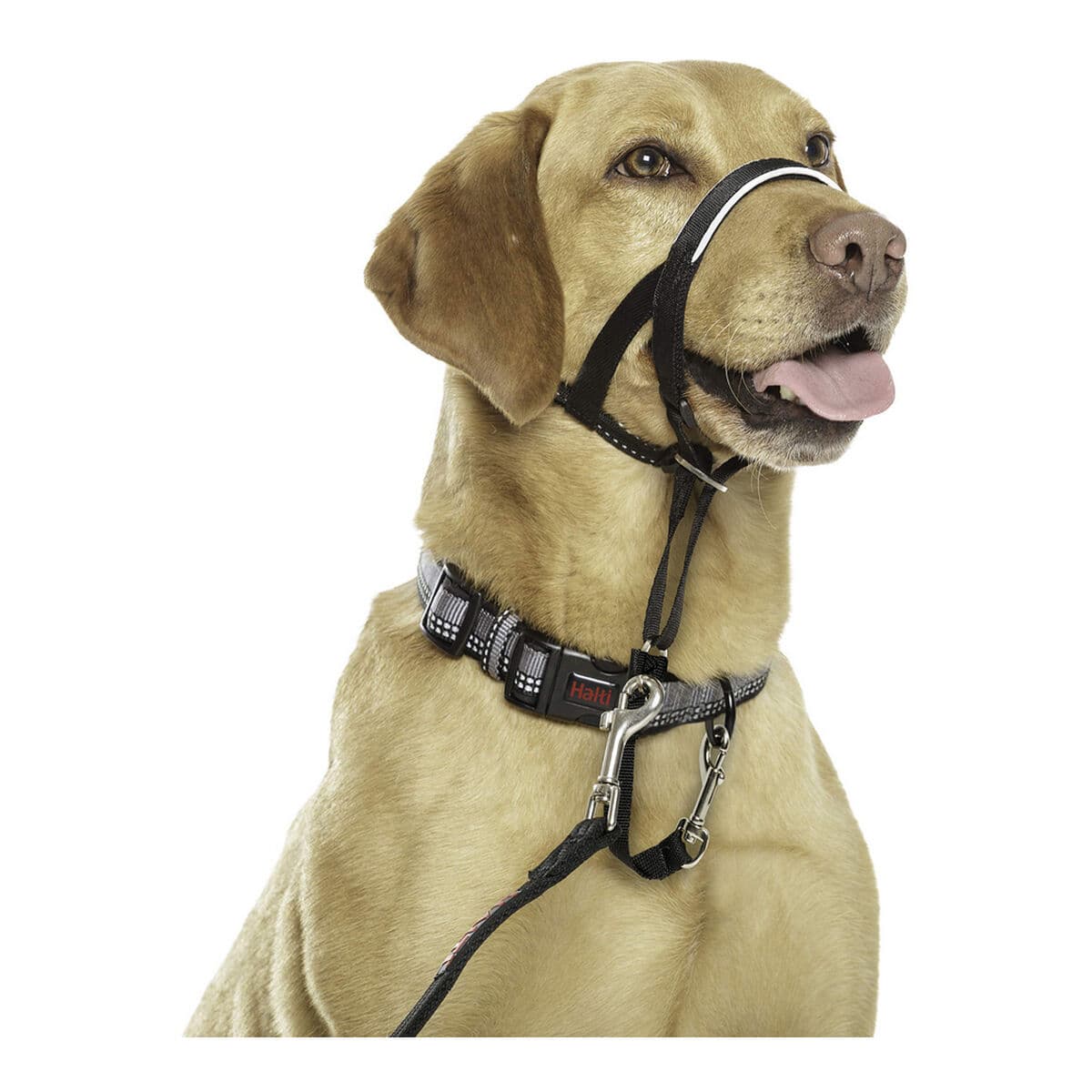 Dog Training Collars Company of Animals Halti Black Muzzle (40-54 cm) - Image 7