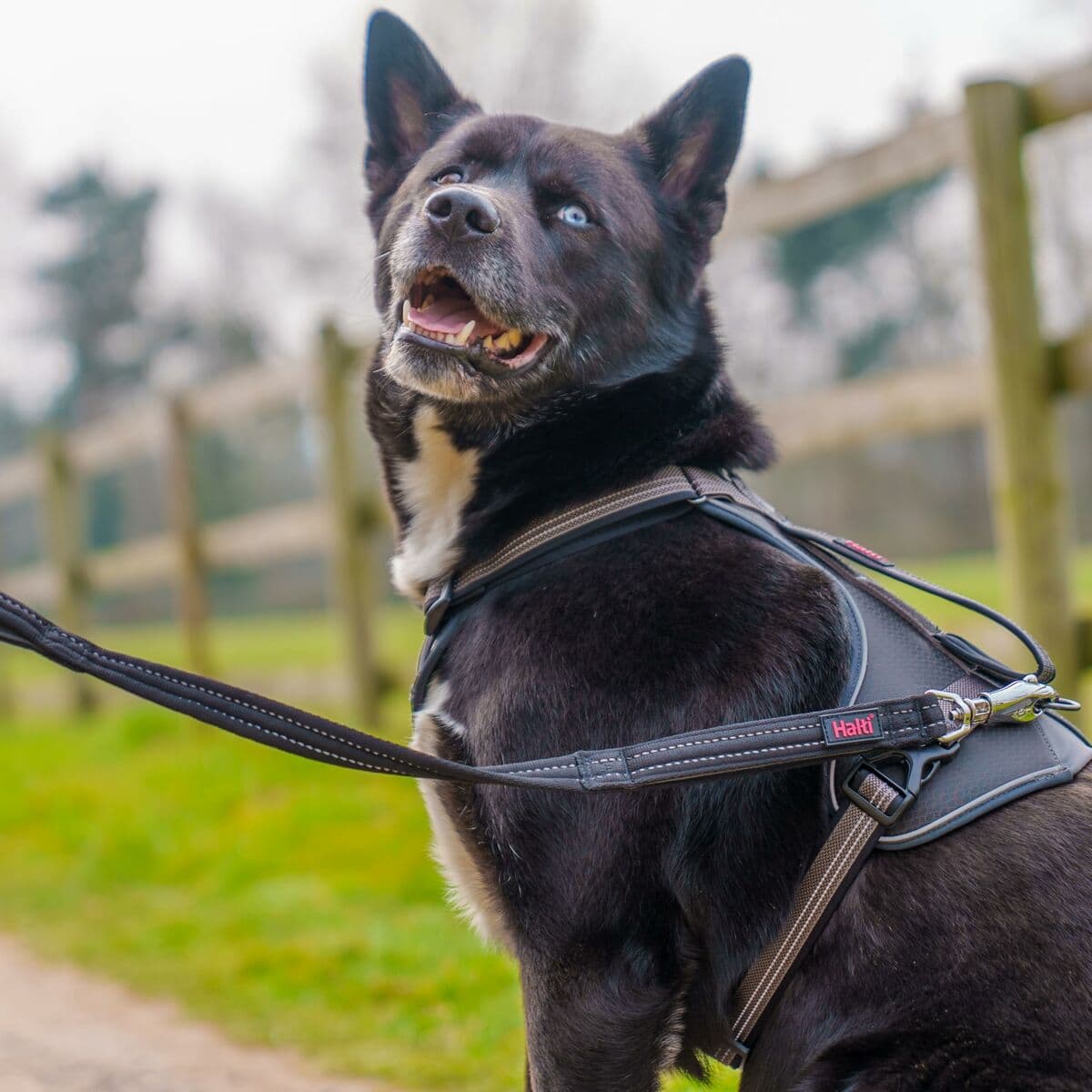 Correa de adiestramiento Company of Animals HALTI BRIG SAFETY Negro - Image 3