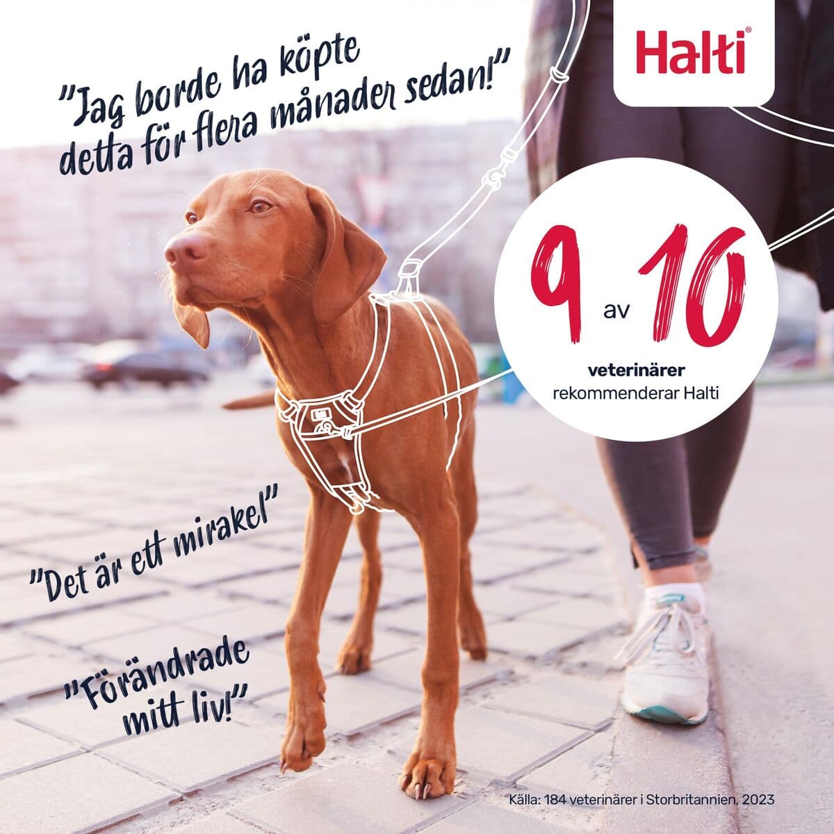 Arnés para Perro Company of Animals BURNT Naranja 12 - Image 12