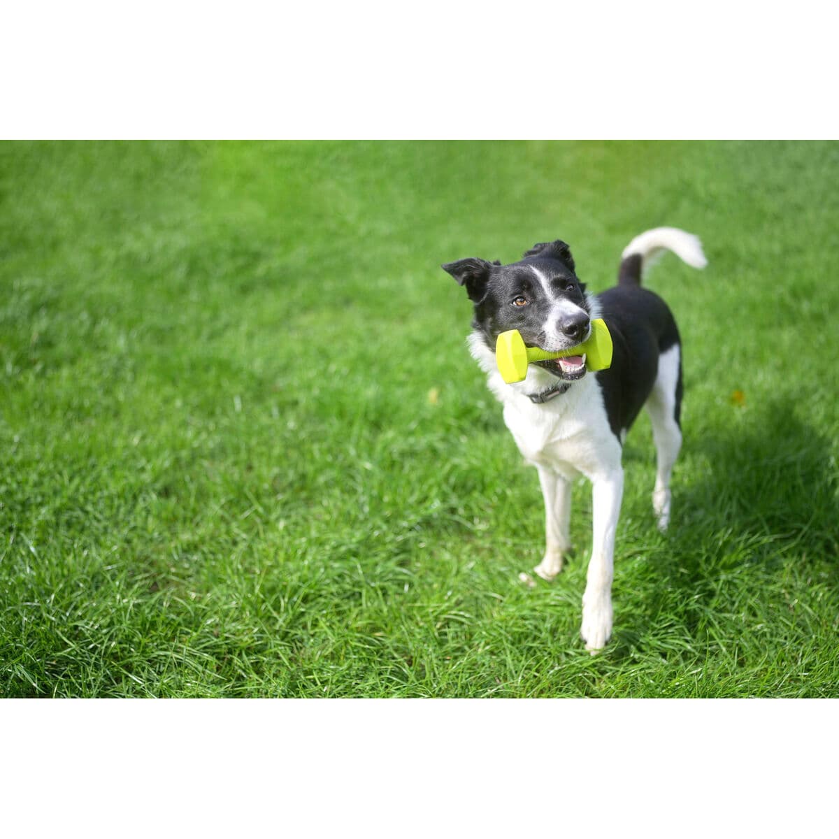 Treeningmänguasi Coachi TRAINING DUMBBELL - Image 6