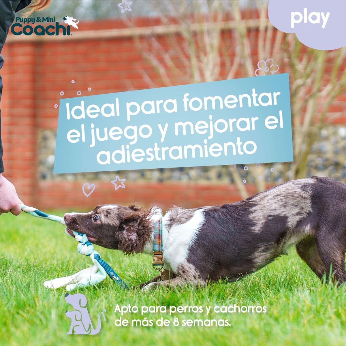 Harnais pour Chien Coachi - Image 3