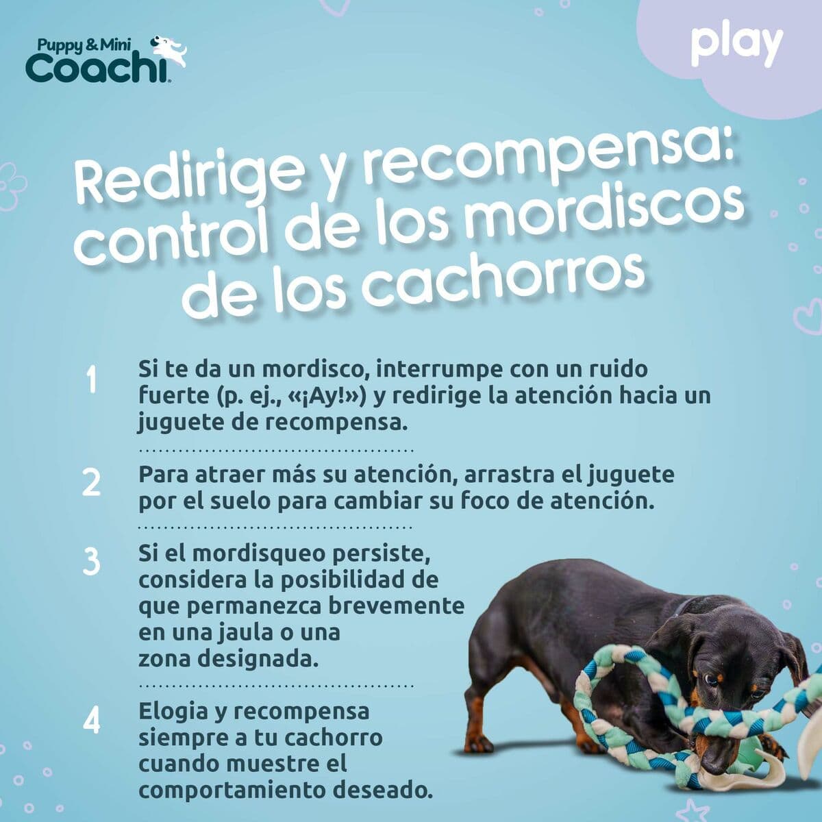Harnais pour Chien Coachi - Image 5
