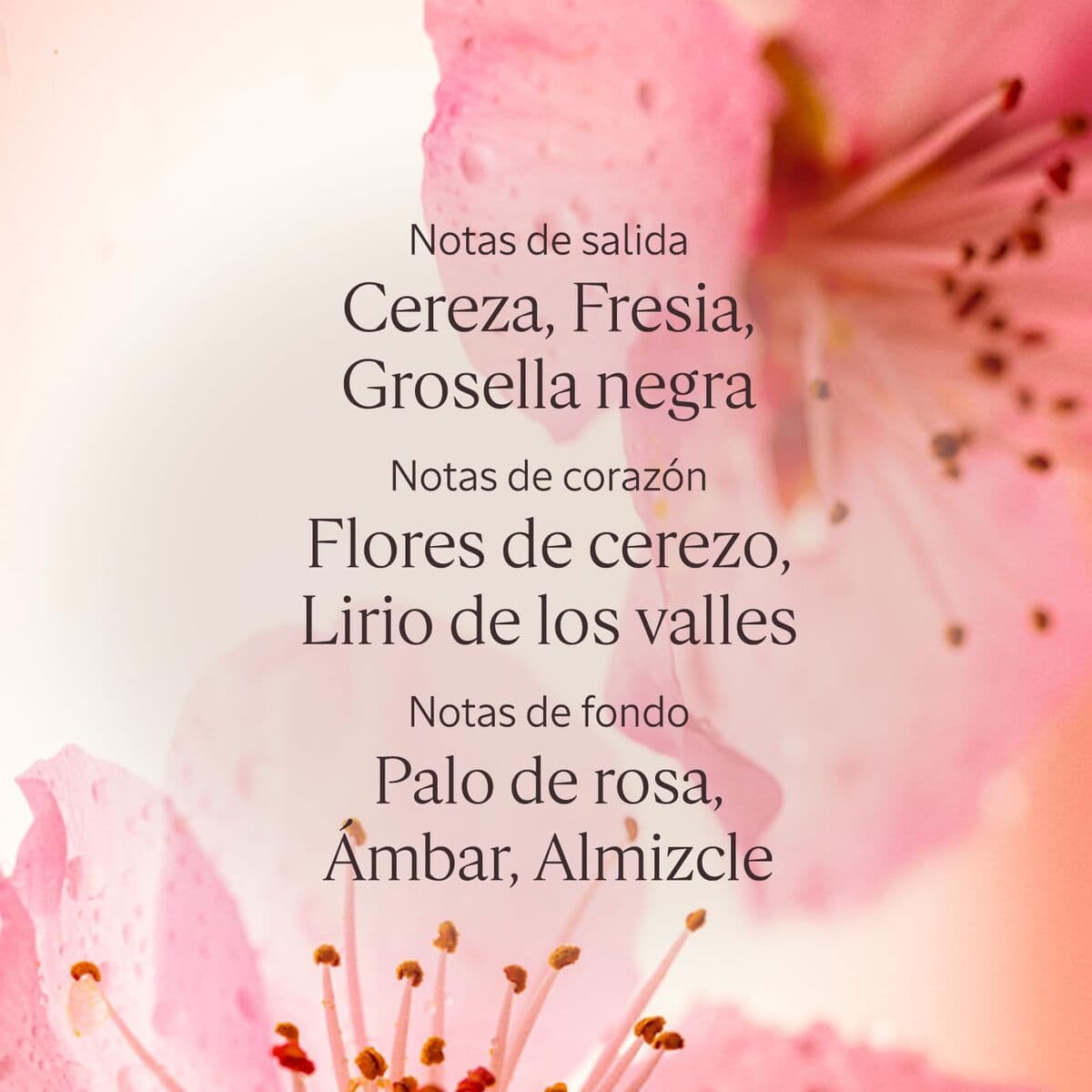 Duschgel L'Occitane En Provence FLEURS DE CERISIER - Image 4