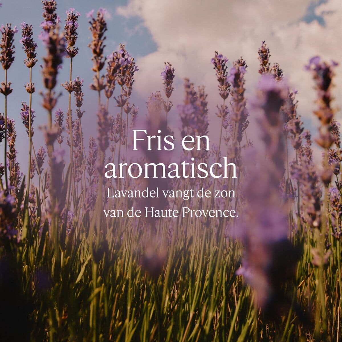 Dušo želė L'Occitane En Provence KARITÉ CONFORT 500 ml - Image 2