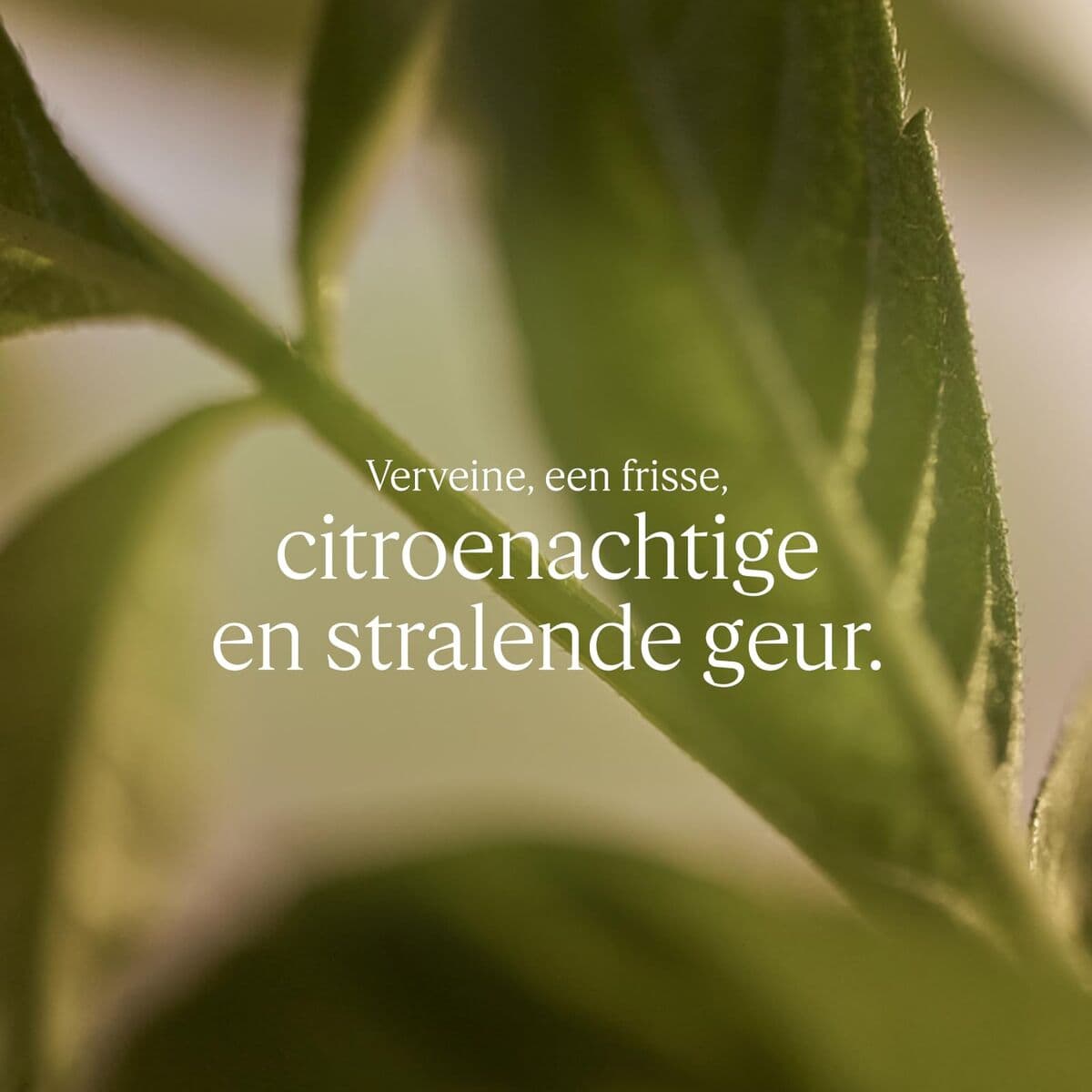 Handseife L'Occitane En Provence KARITÉ CONFORT 500 ml Verbena - Image 3