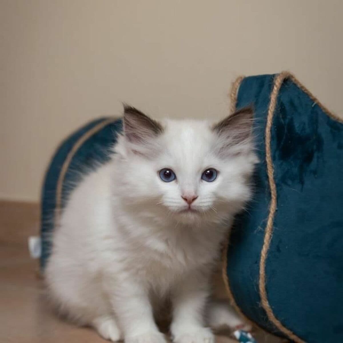 Klösbräda för katter Tyrol Blå Papp 44 x 22 x 21 cm - Image 5