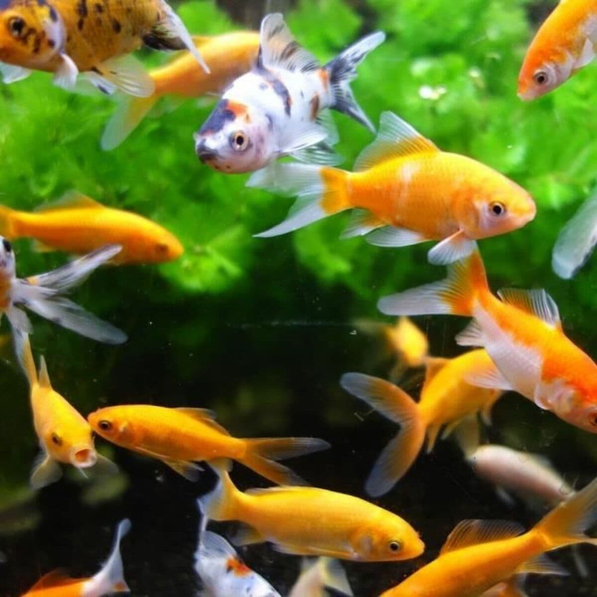 Magnetische Ramenreiniger Aimé - Image 3