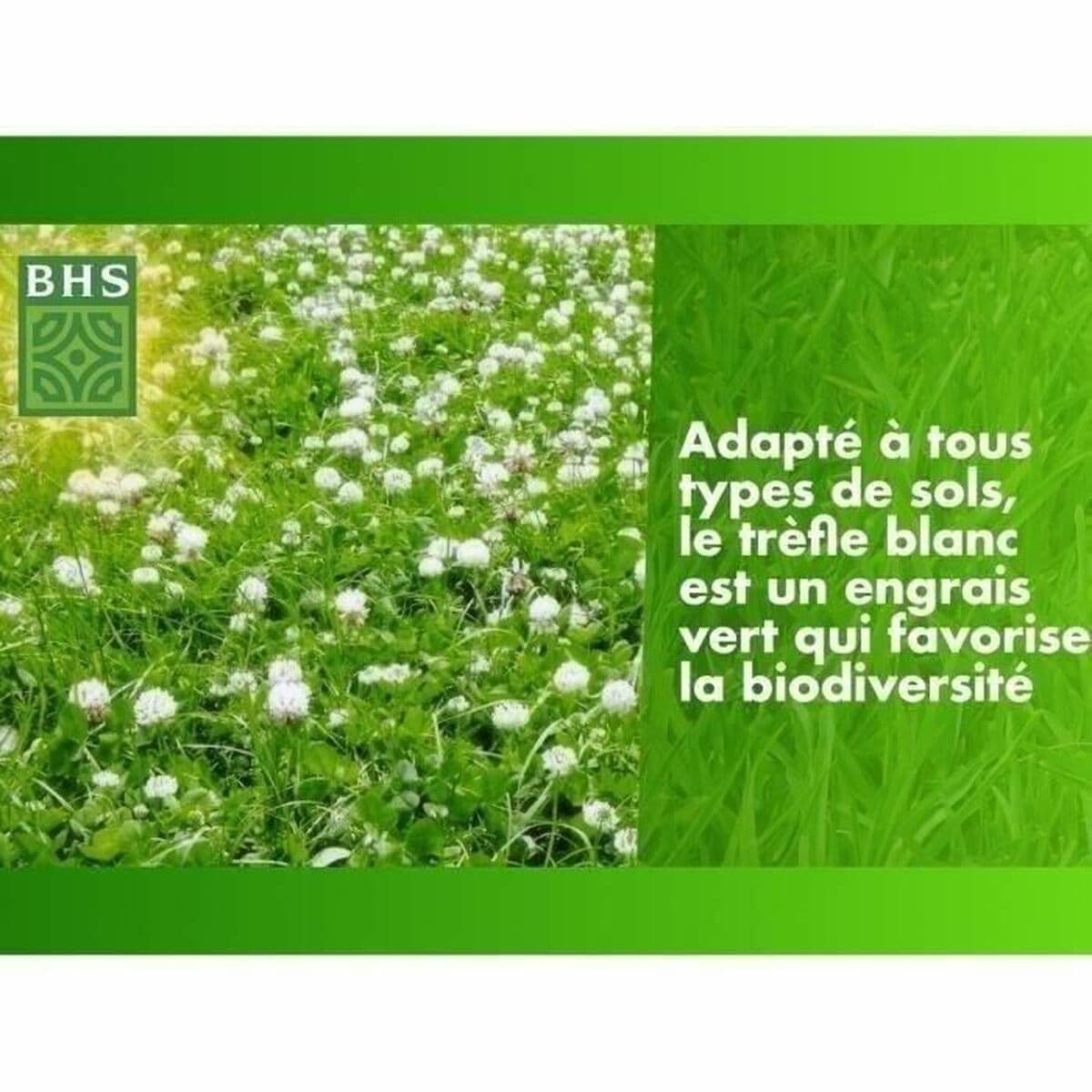 Semillas BHS Trèfle Blanc 500 g - Image 4