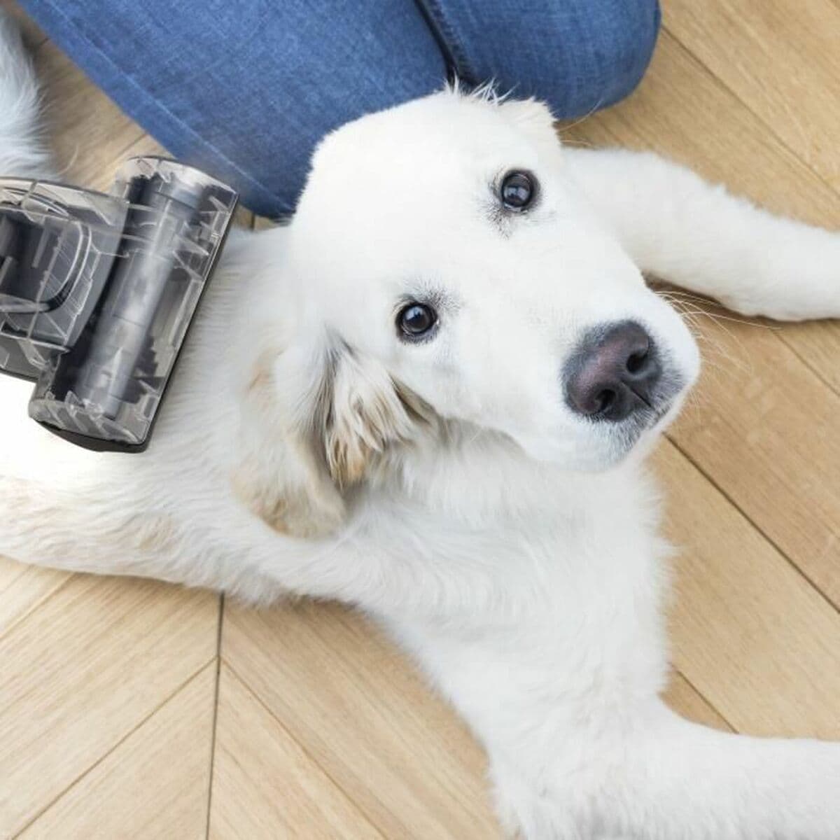 Utsug Hkoenig Svart - Image 6