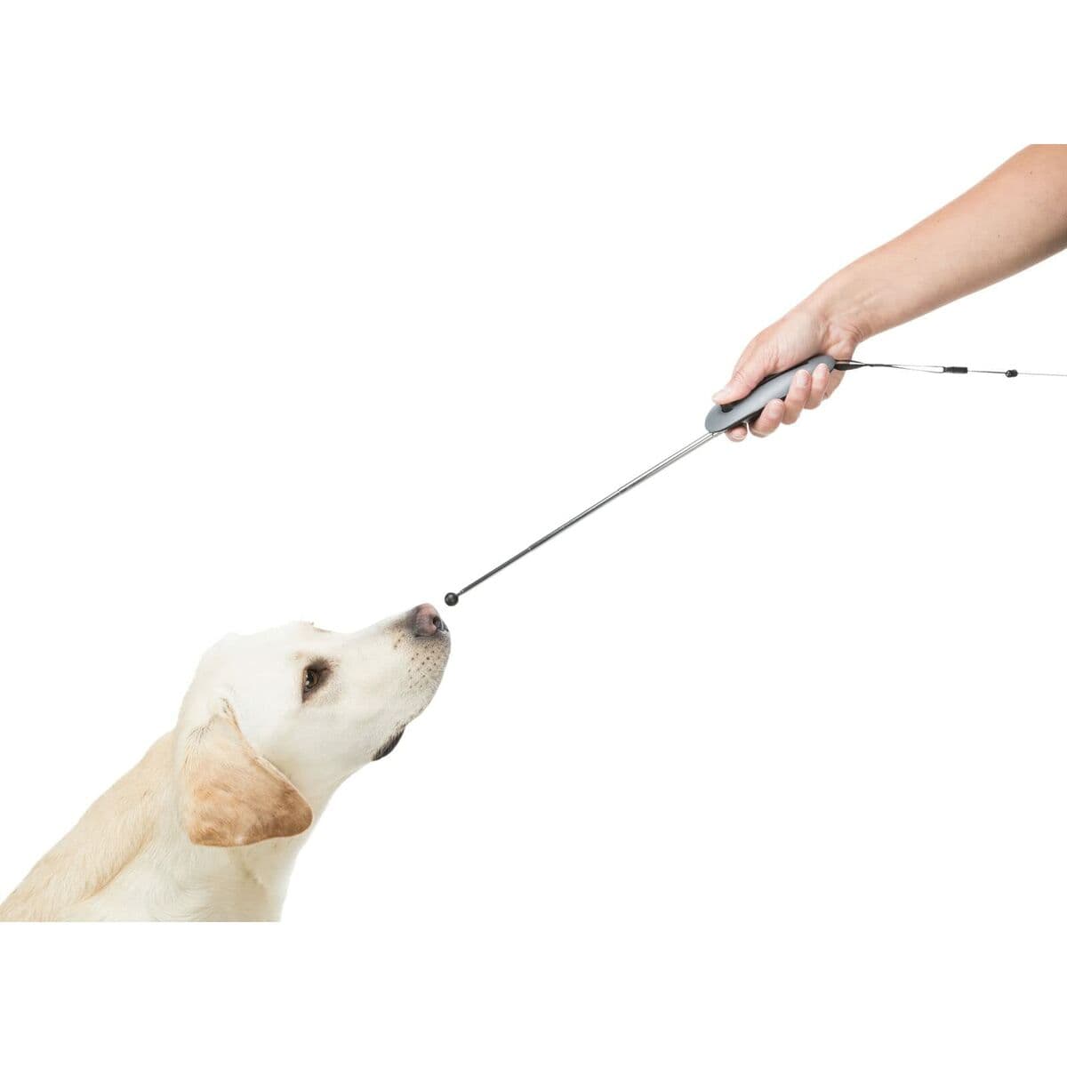 Hundhalsband Trixie Rustic Mörkbrun S/M 34-40 cm - Image 6