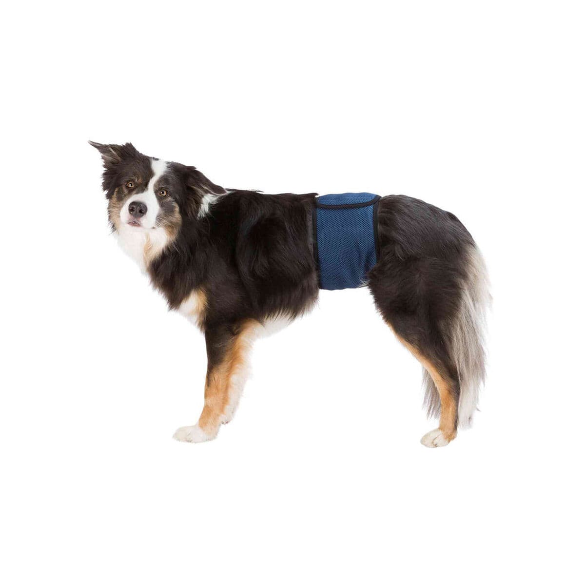 Protektors Urīna Nesaturēšanai Trixie 55-65 cm Vīrietis Vēdermuskuļi