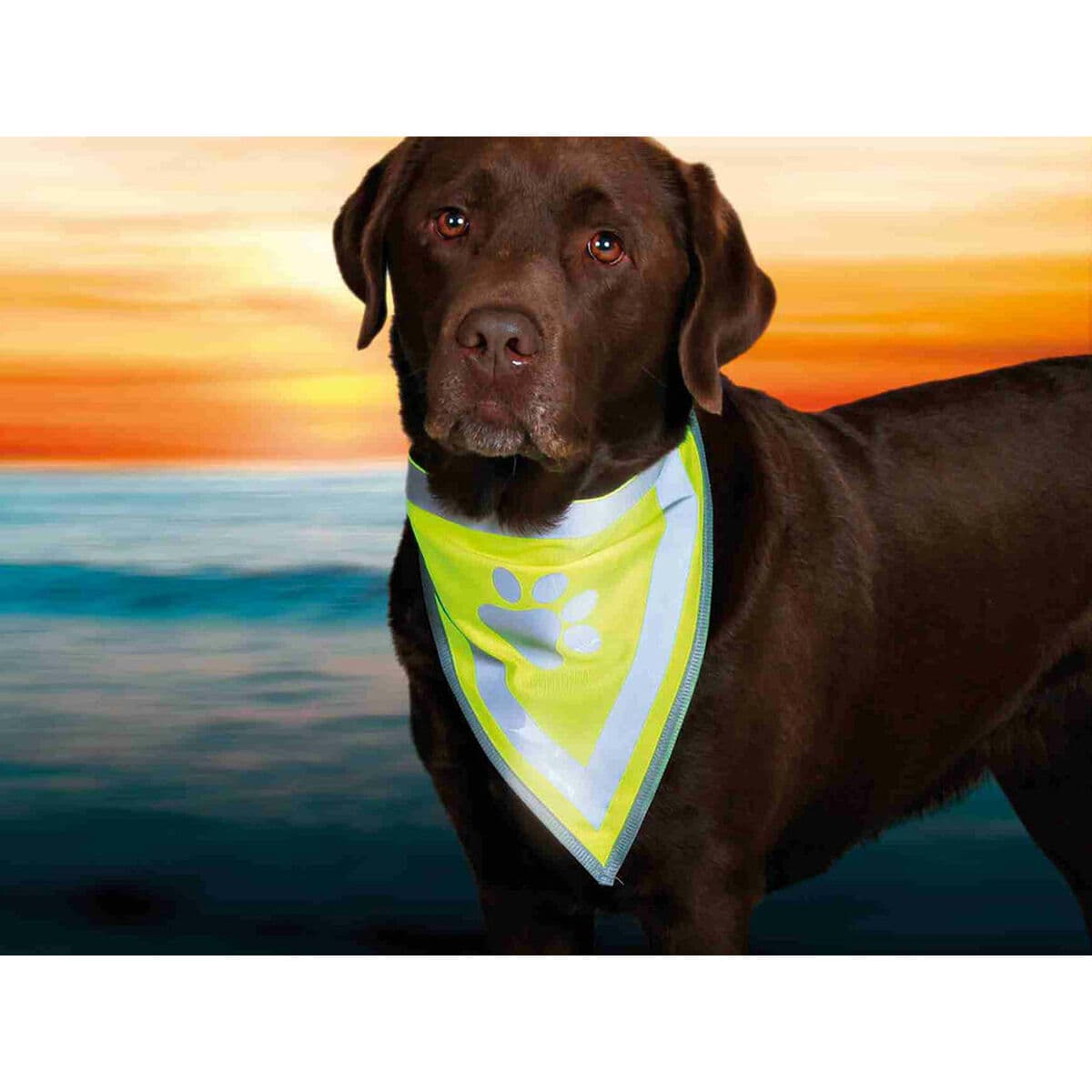 Bandana Trixie - Image 5