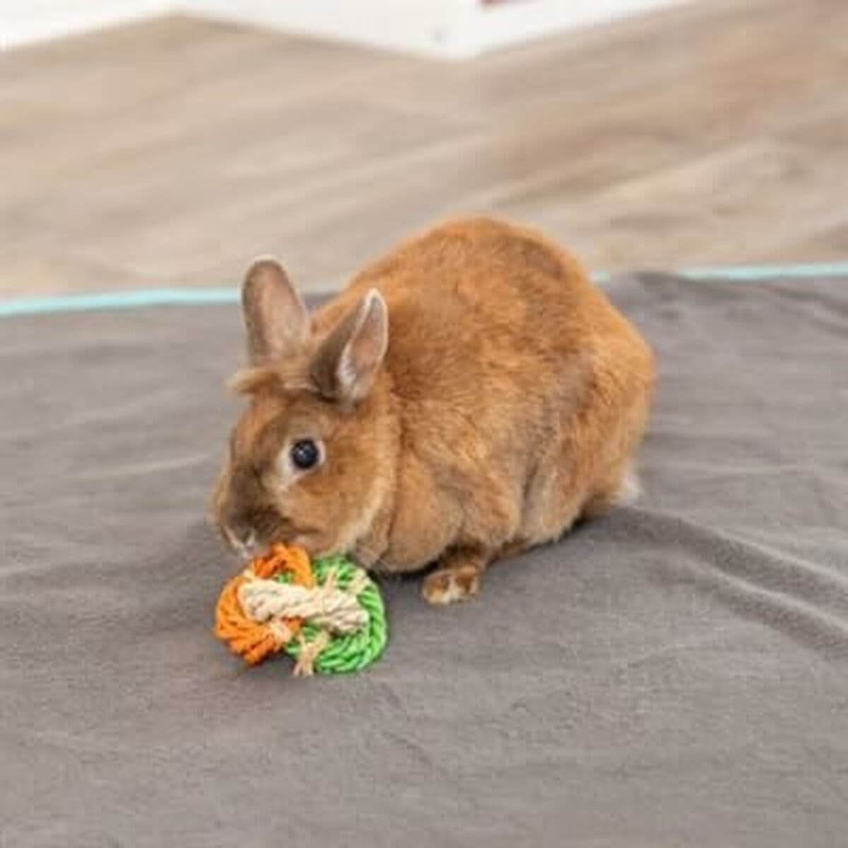 Košļājamā rotaļlieta suņiem Trixie Ø 6 × 15 CM - Image 3