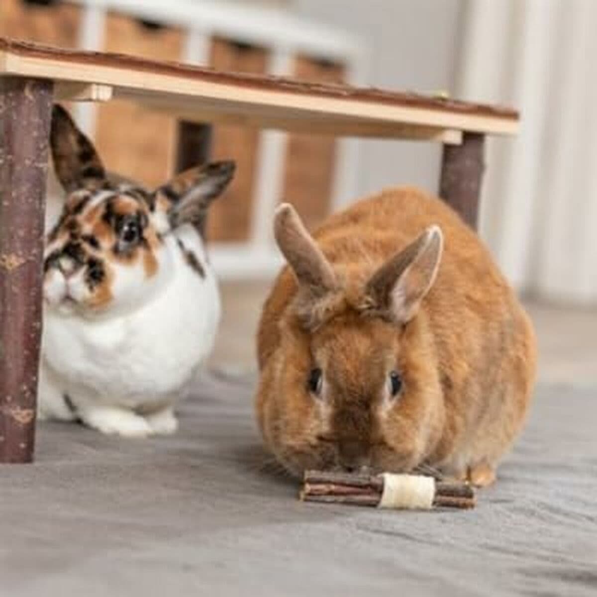 Toy for Rodents Trixie Wood Marine algae 10 × 3 CM (2 Units) - Image 2