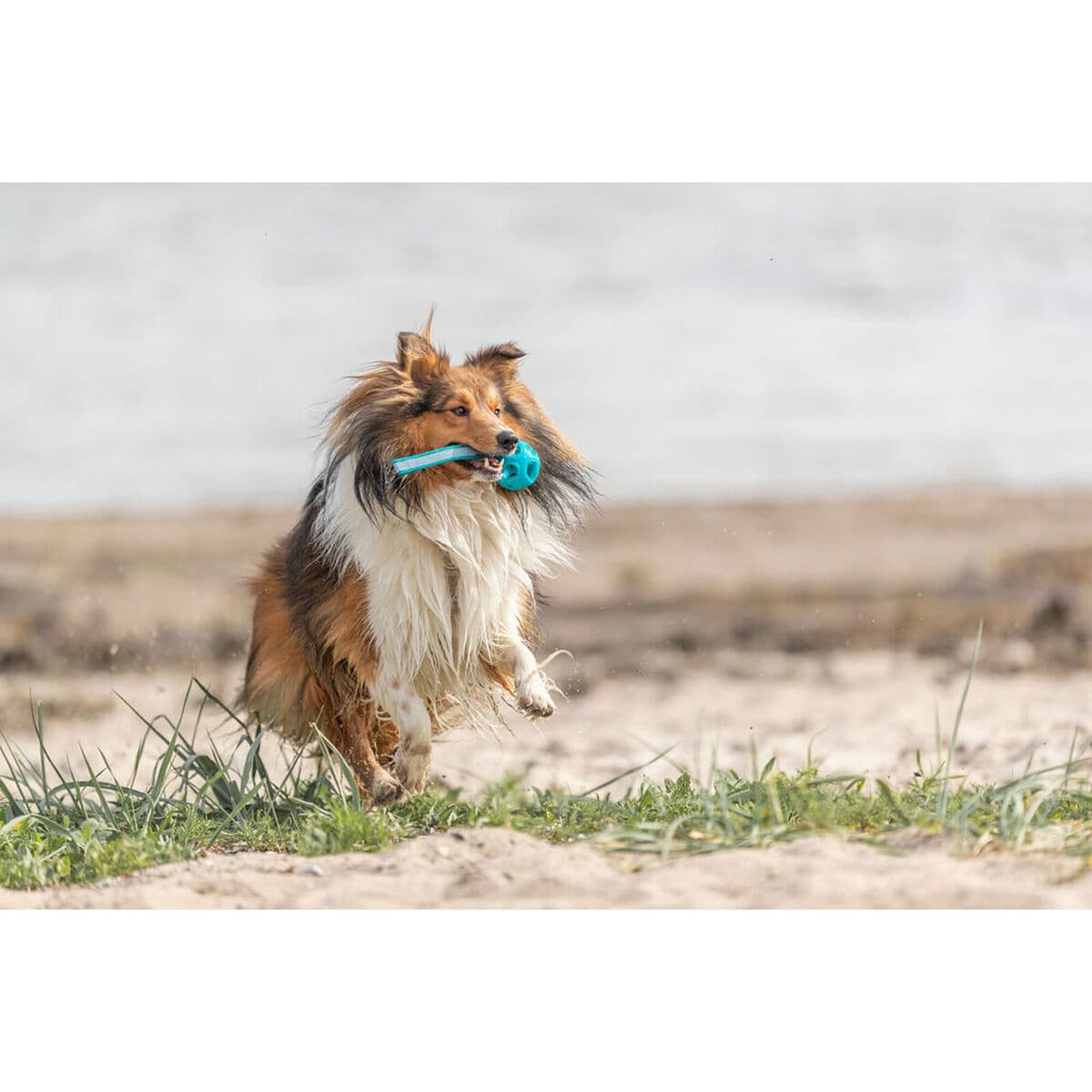 Minge pentru animale de companie Trixie Turquoise TPE Míč ø 6 x 23 cm - Image 11