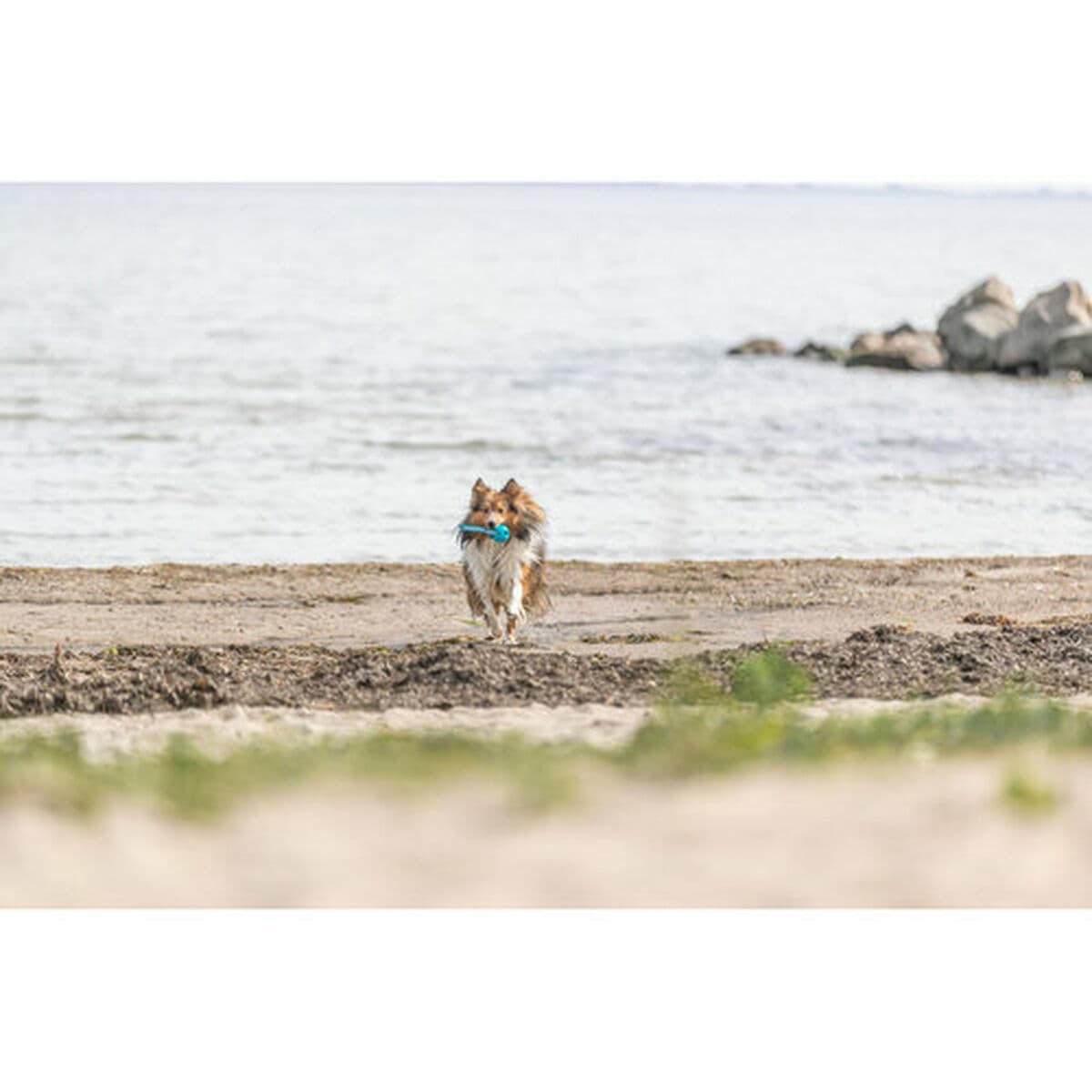 Minge pentru animale de companie Trixie Turquoise TPE Míč ø 6 x 23 cm - Image 14