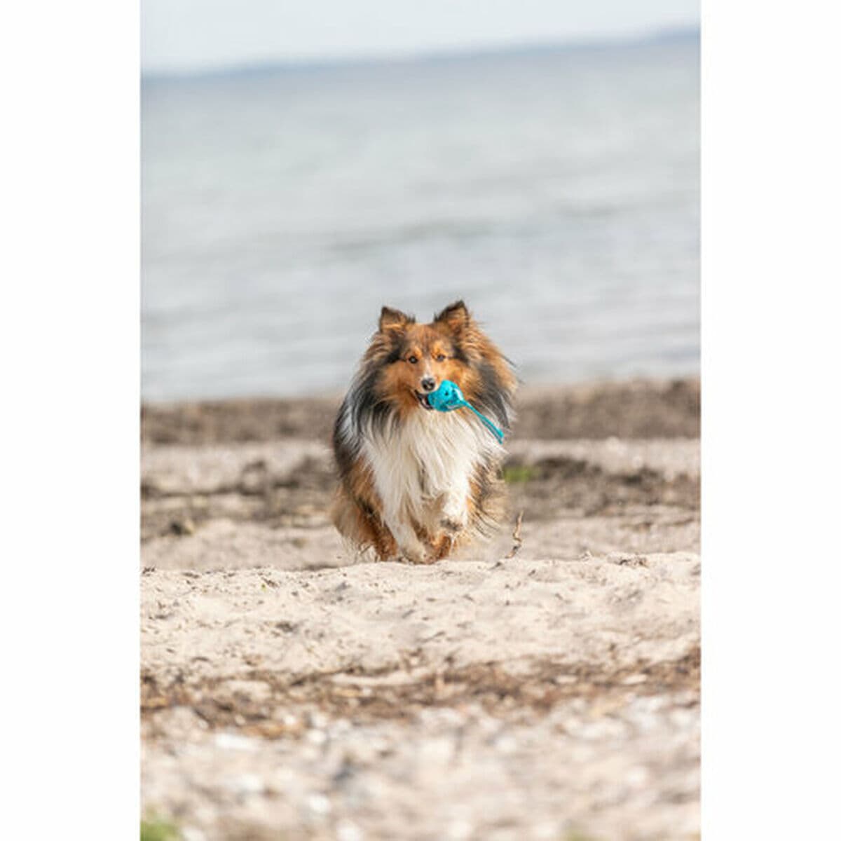 Minge pentru animale de companie Trixie Turquoise TPE Míč ø 6 x 23 cm - Image 8