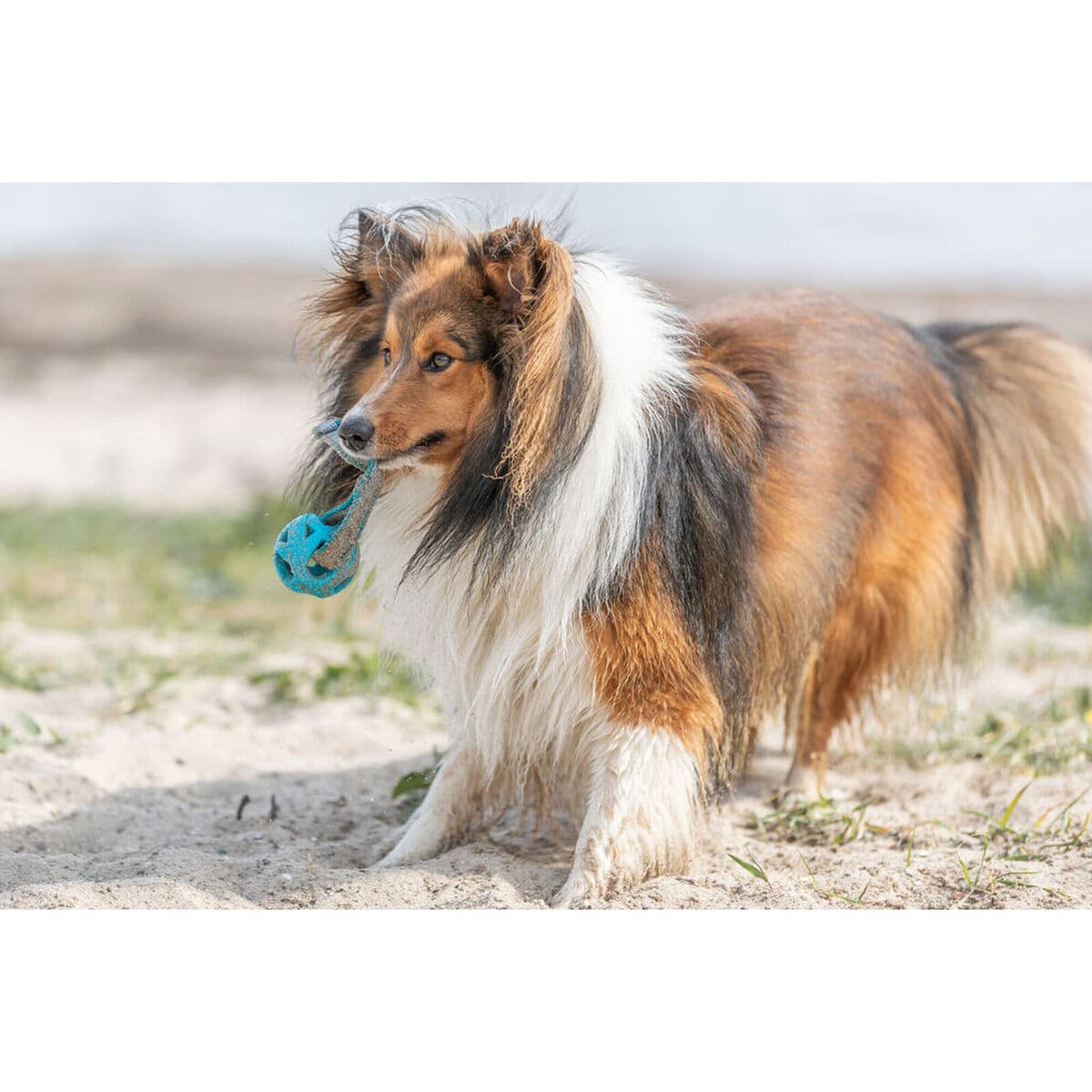 Minge pentru animale de companie Trixie Turquoise TPE Míč ø 6 x 23 cm - Image 9