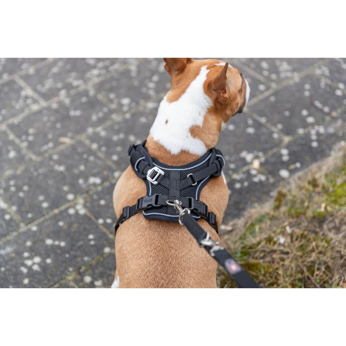 Hundegeschirr Trixie Premium FlexMesh Schwarz L - Image 20