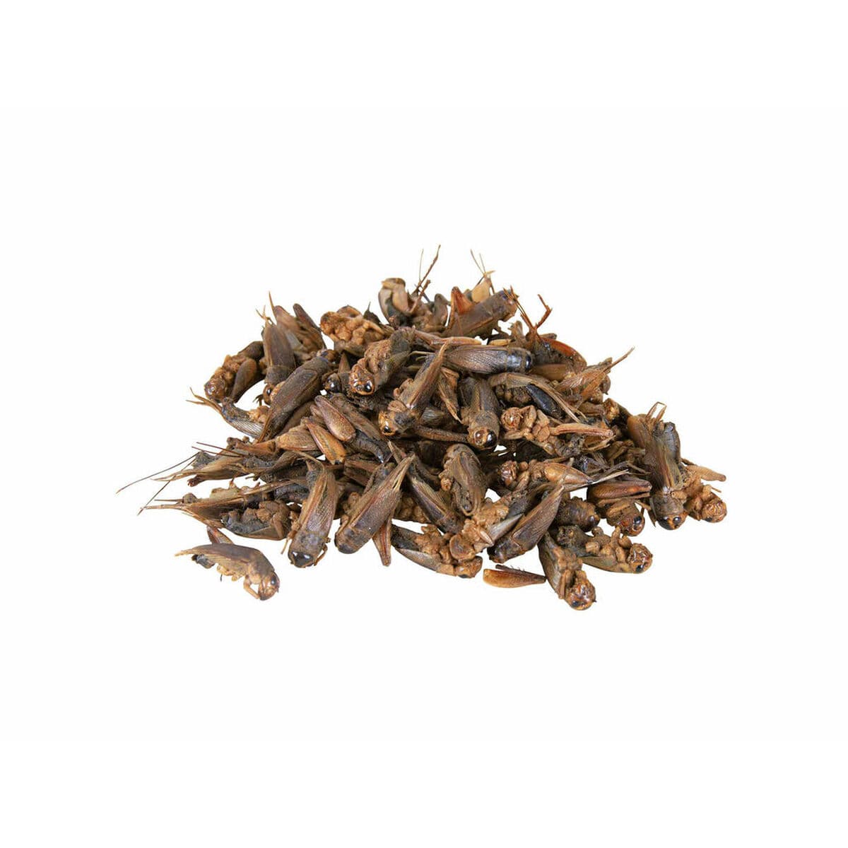 Turtle Food Trixie - Image 3