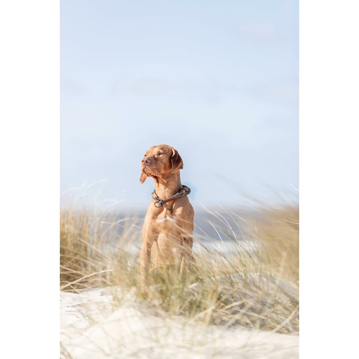 Dressurhalsband für Hunde Trixie BE NORDIC Braun Dunkelgrau 50 cm - Image 10