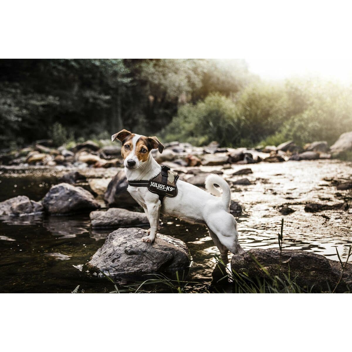 Koiran valjaat Julius K9 Power M - Image 8