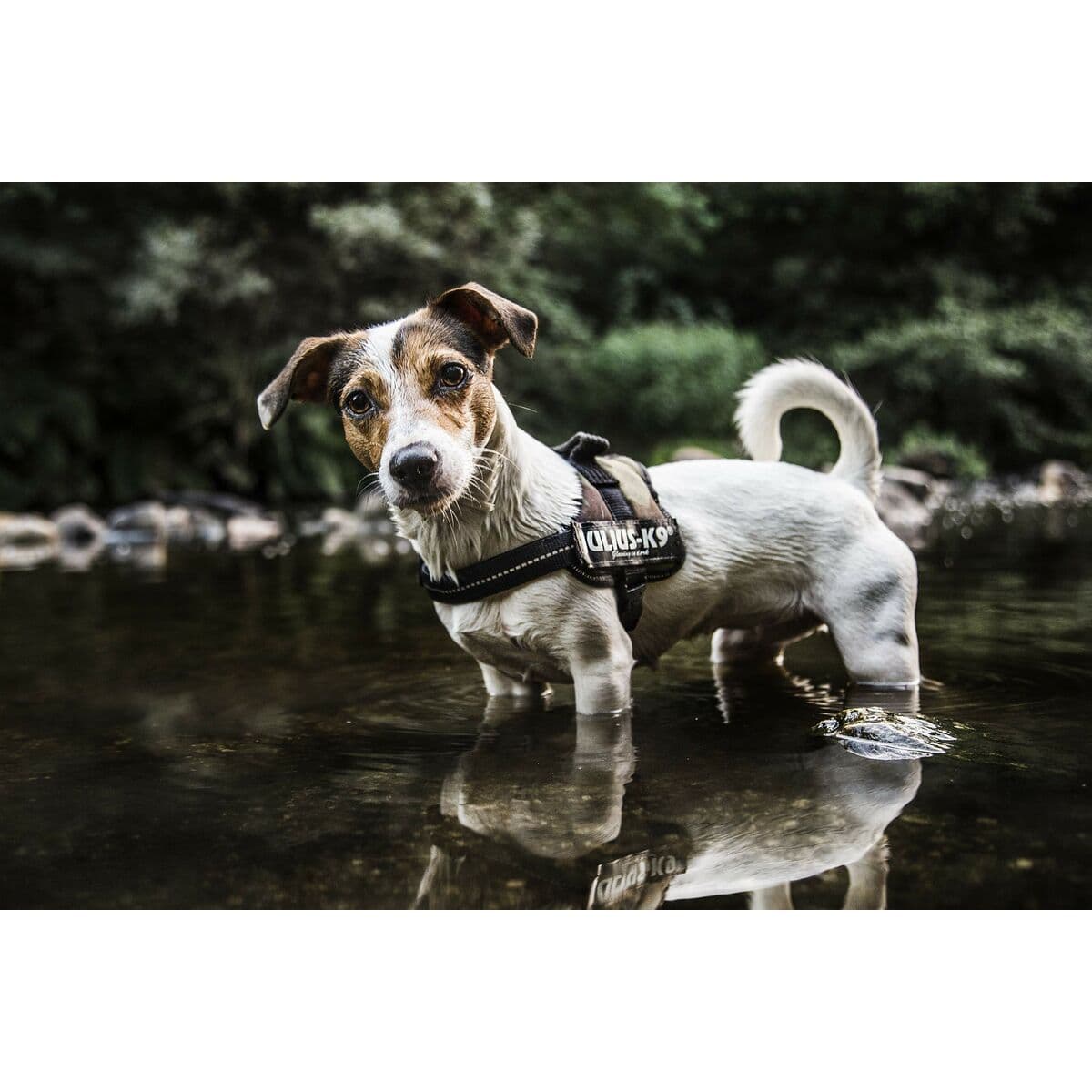 Koera tugevdatud rakmed JuliusK9 - Image 8