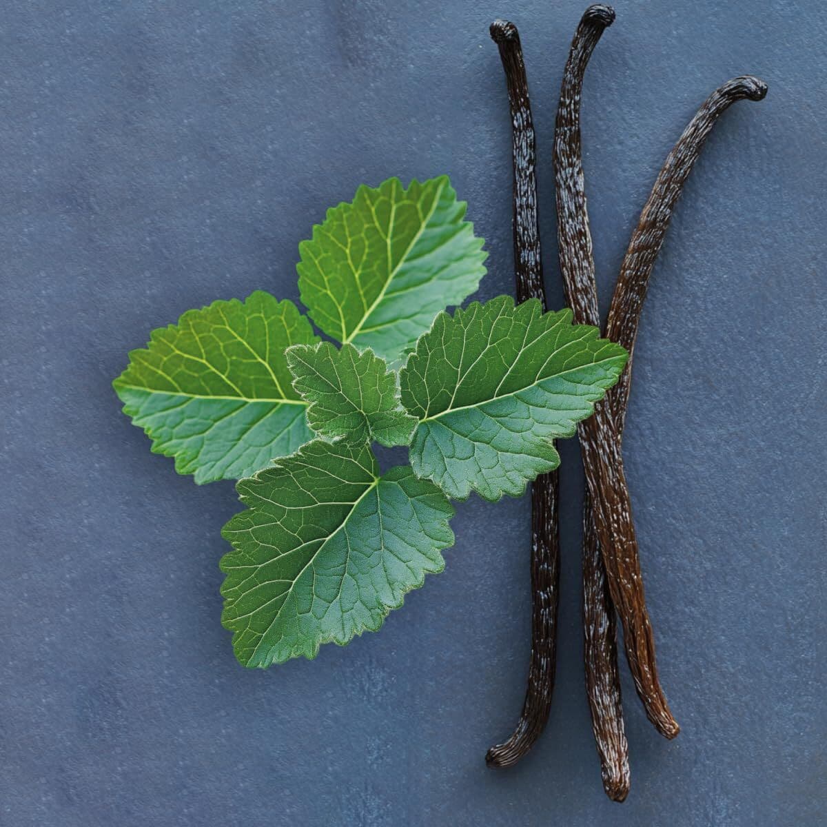 Unisex-Parfüm Elie Saab LE PARFUM EDP 50 ml - Image 5