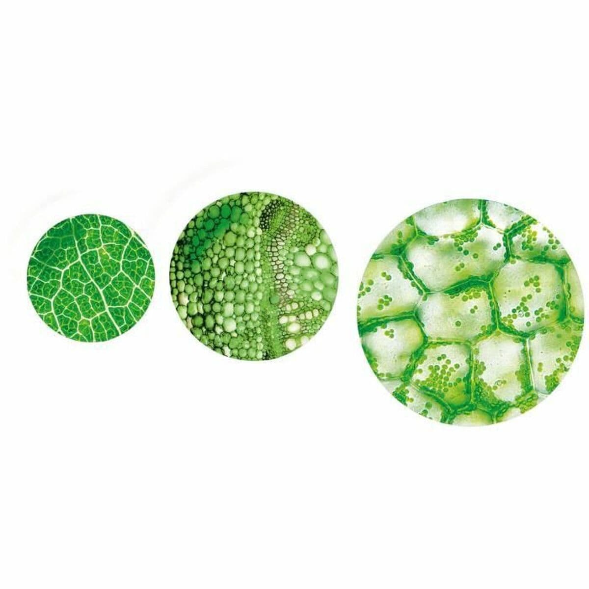 Juego de Ciencia Baby Born Microscope & Expériences - Image 4