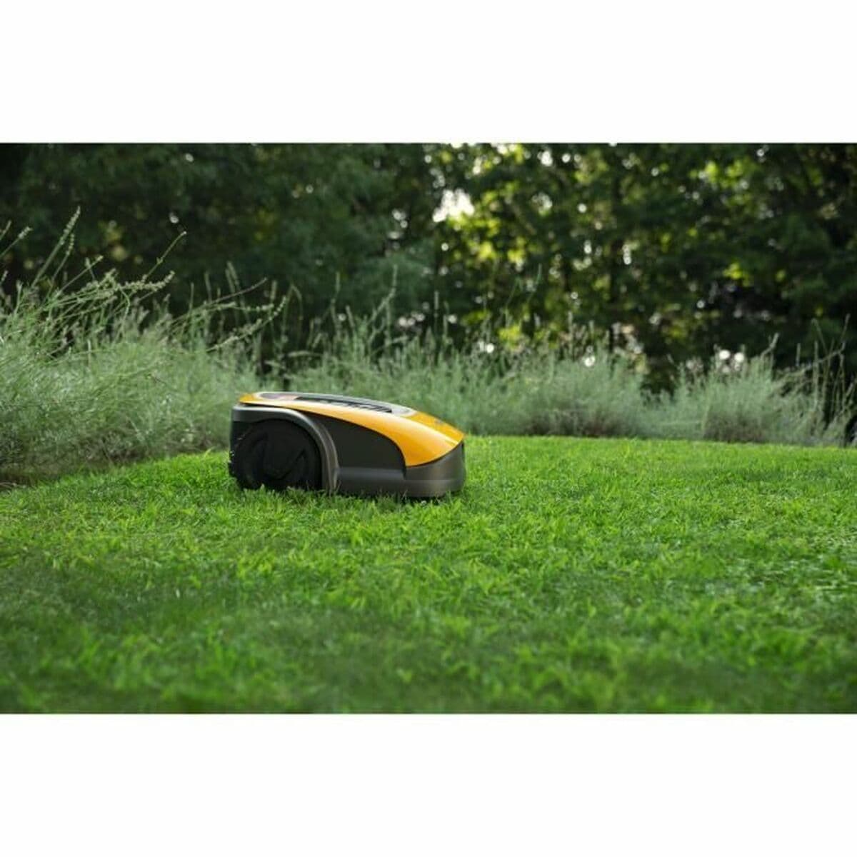 null - Image 3