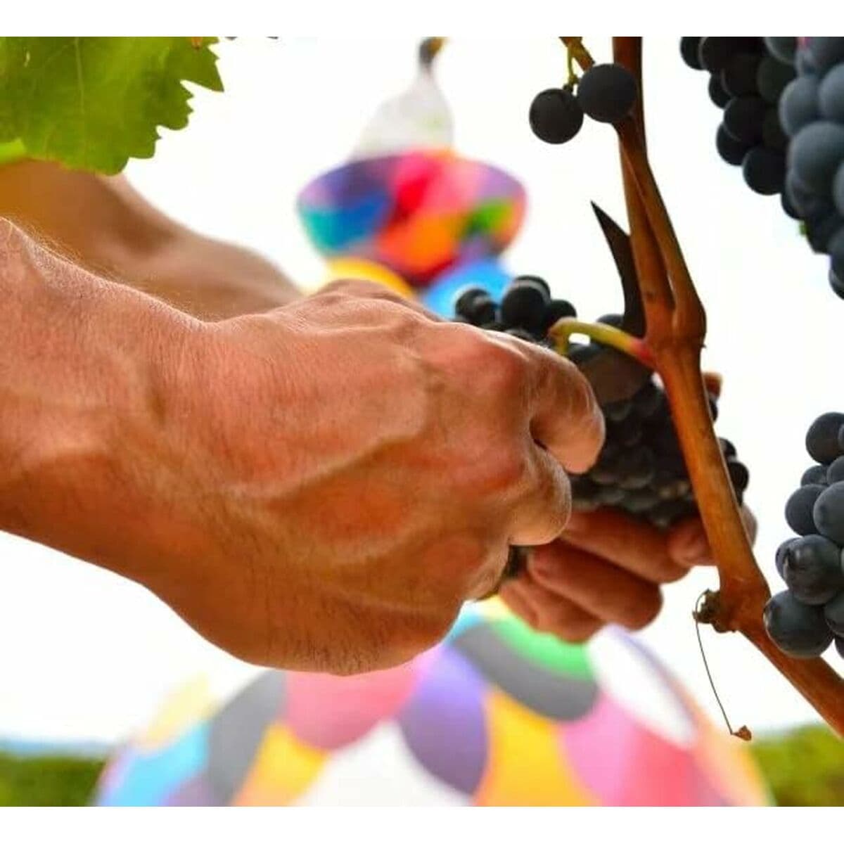 Vino Tinto Campo Viejo 1,2 kg - Image 5