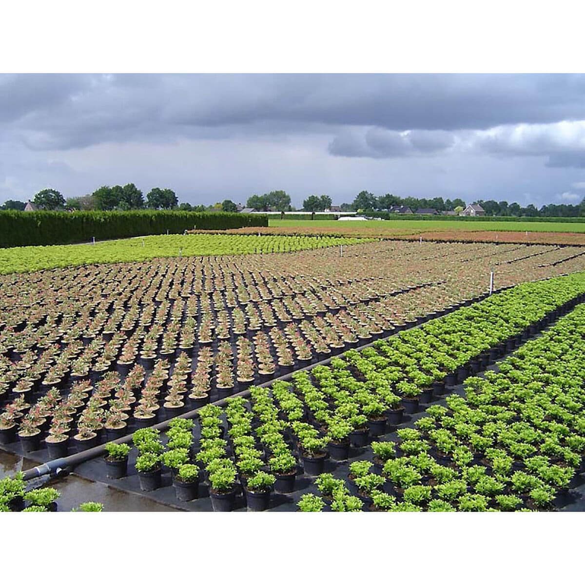 Malla de Ocultación Faura Negro - Image 2