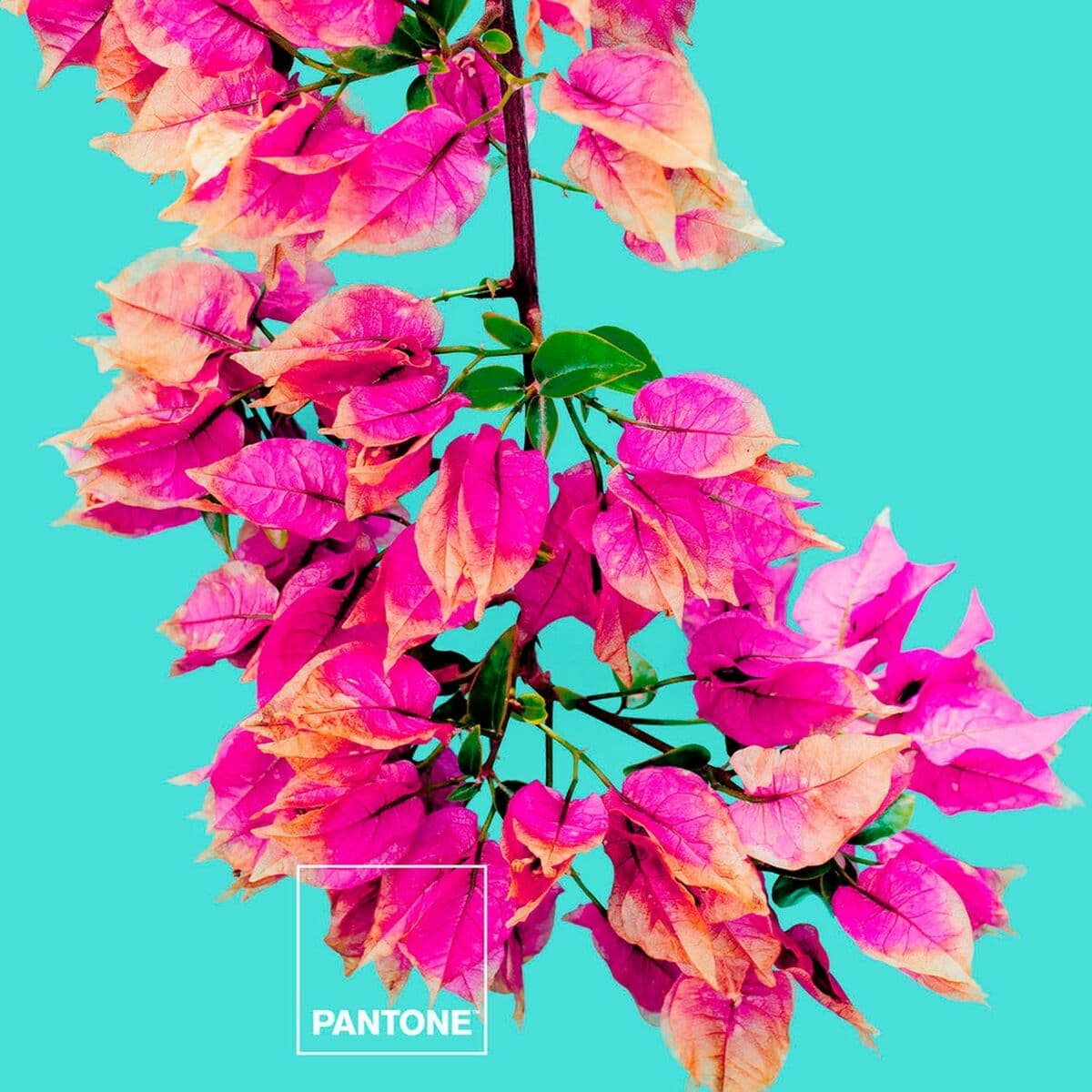 Segas Pārvalks Bez Pildījuma Bugnavilla Pantone - Image 2