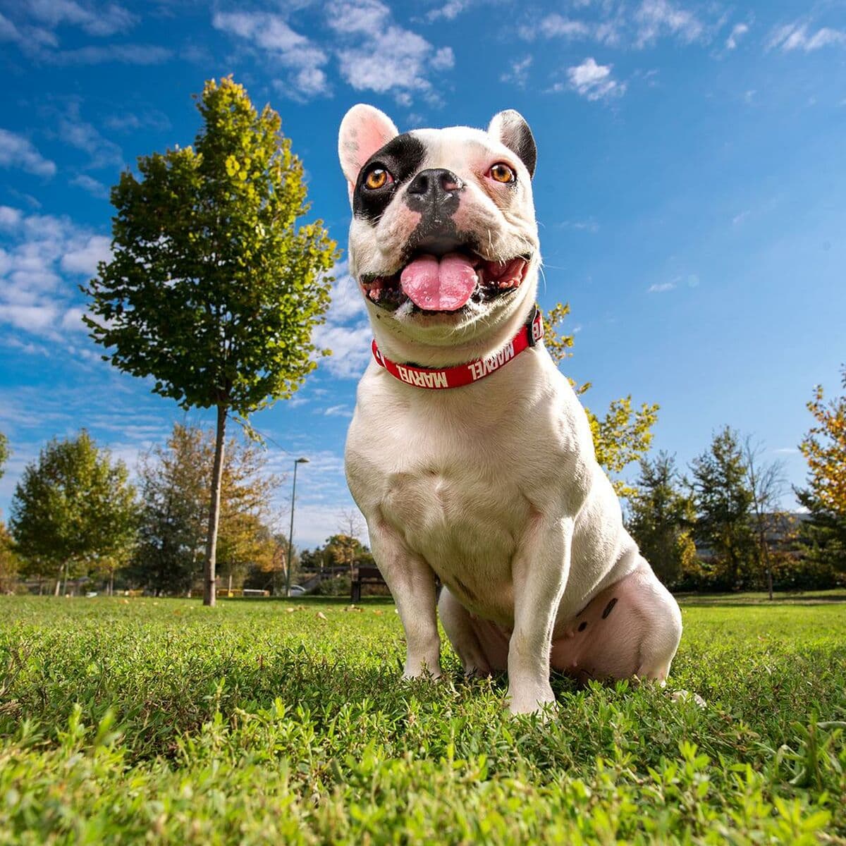 Collar para Perro Marvel Rojo S/M - Image 9