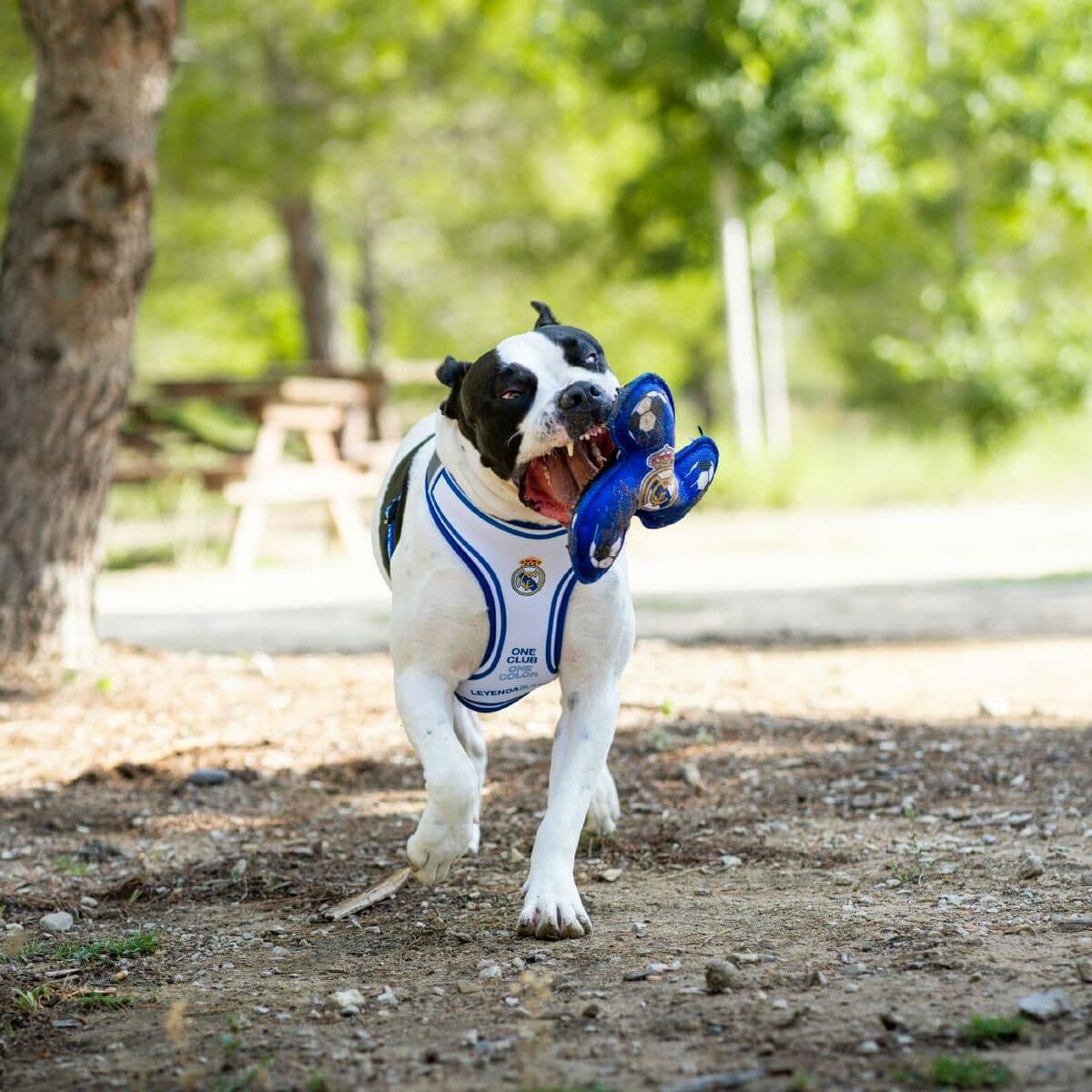 Frisbee Real Madrid C.F. Blå 23,0 x 23,0 x 3,0 cm - Image 3