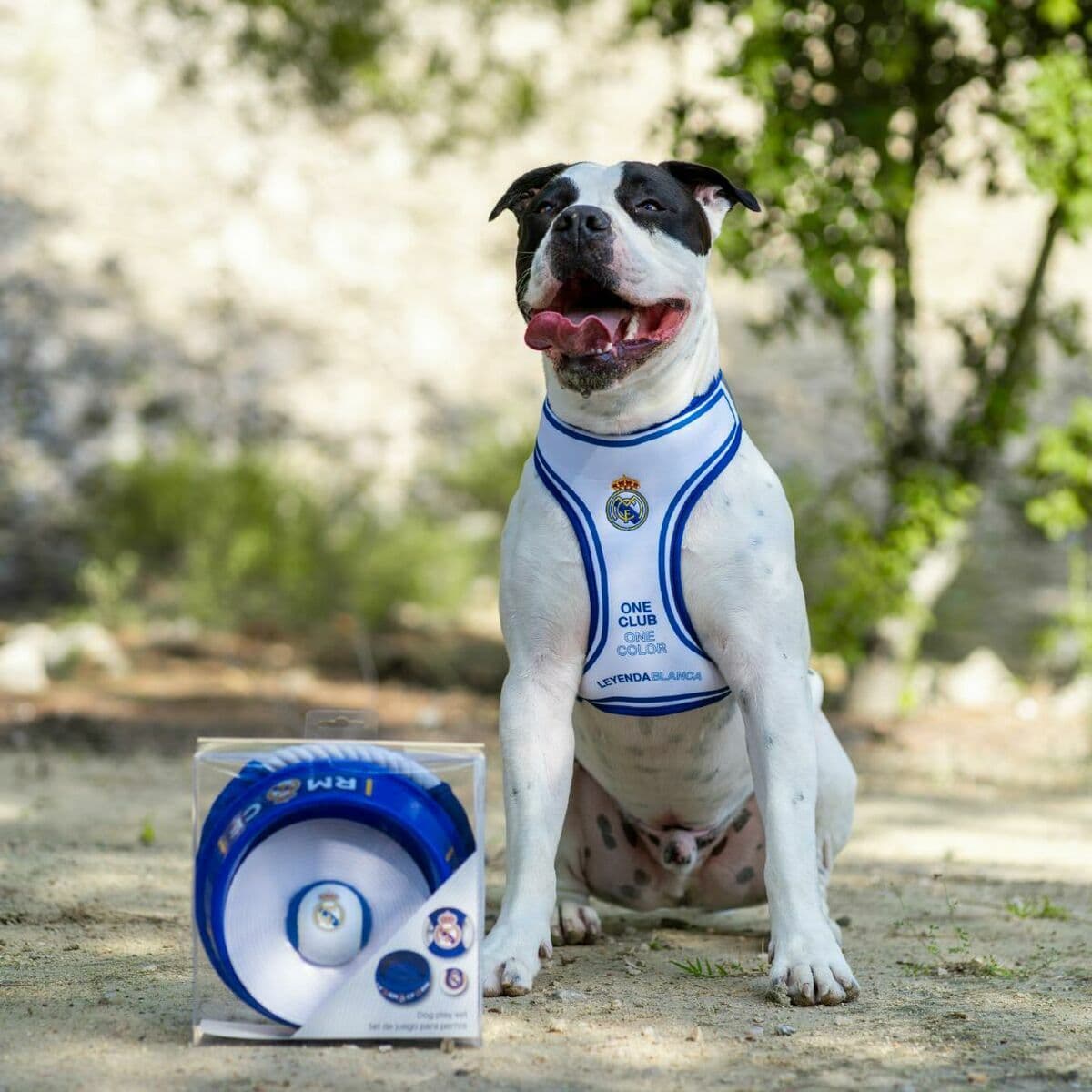 Willkommensgeschenkset für Hunde Real Madrid C.F. Blau 21,0 x 21,0 x 8,8 cm 3 Stücke - Image 3