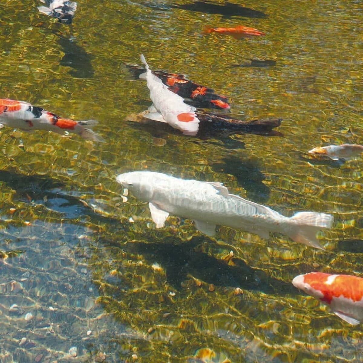 Baseina ūdens dzidrinātājs Ubbink AlgClear 2500 - Image 4