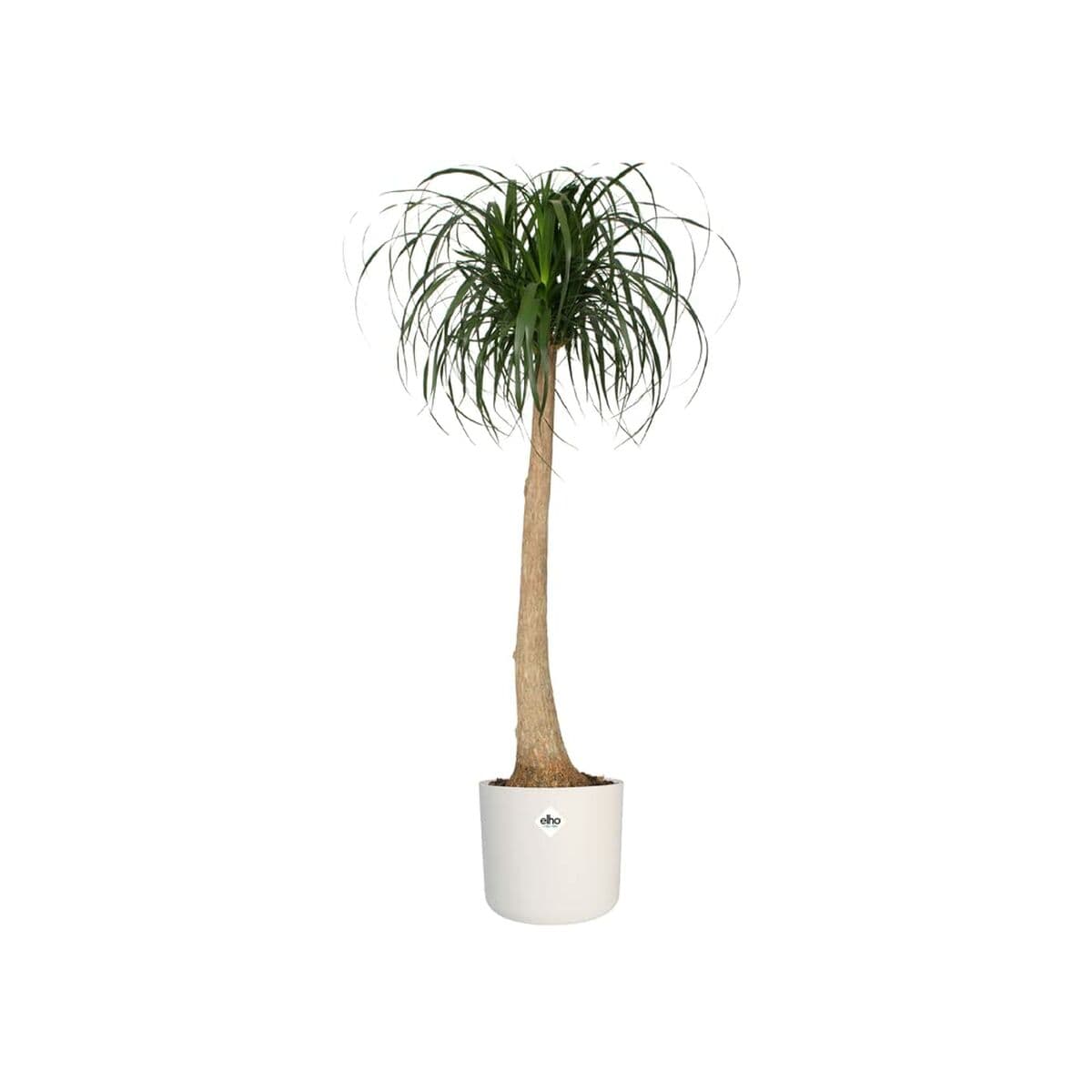 Plant pot Elho White Green Plastic 30 x 30 x 28 cm - Image 2