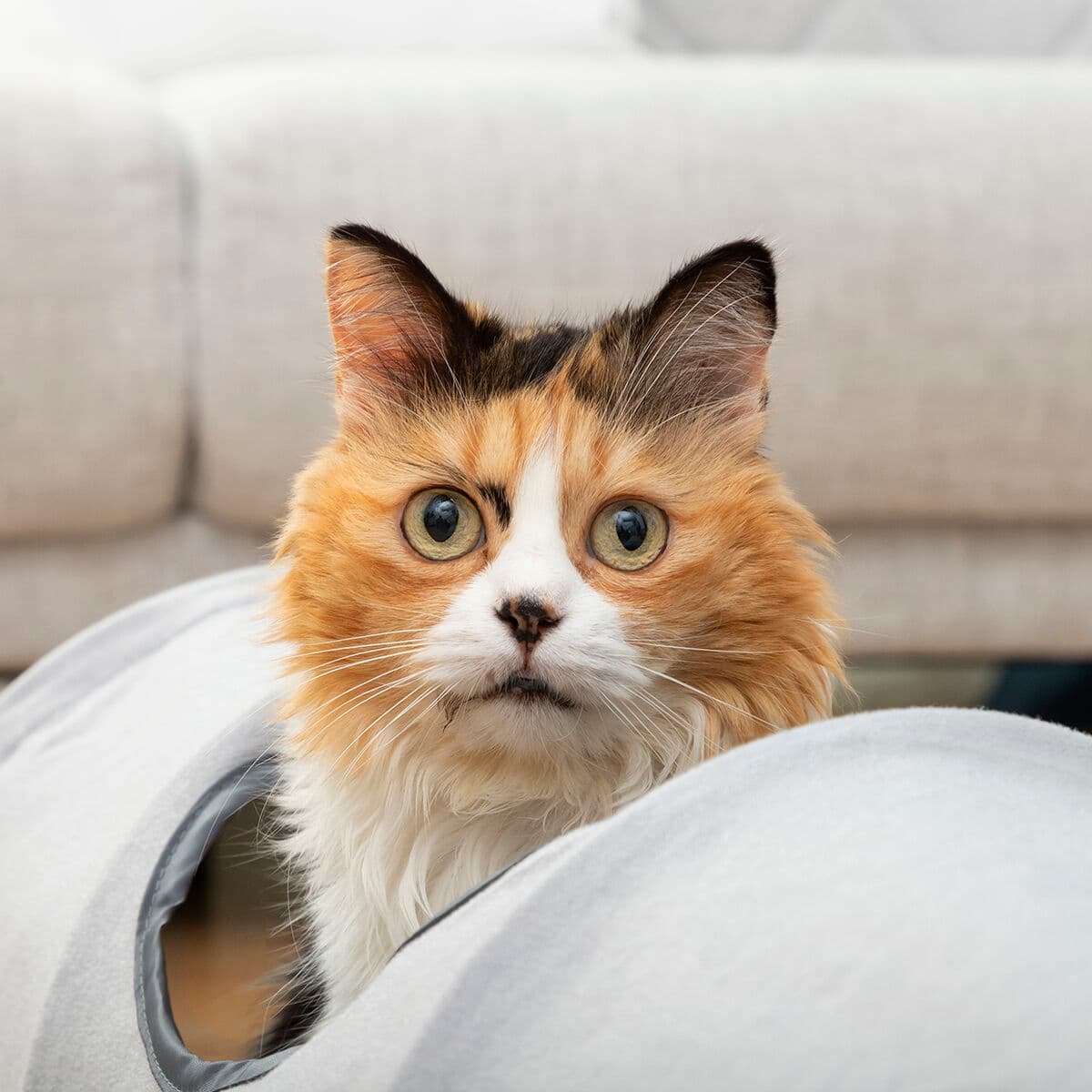 Vikningstunnel för husdjur Funnyl InnovaGoods - Image 4